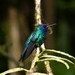 Colibri à tête bleue