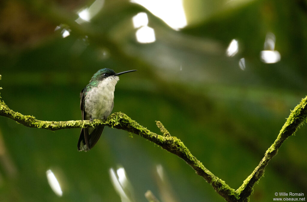 Colibri à tête bleue