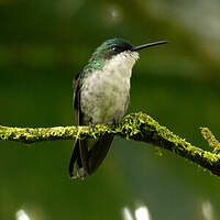 Colibri à tête bleue