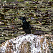 Little Cormorant