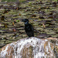 Cormoran de Vieillot