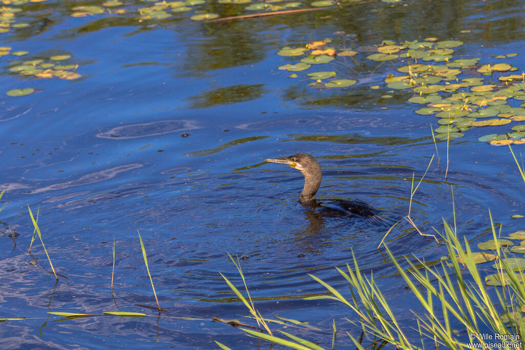 Cormoran du Capadulte, nage