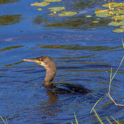 Cape Cormorant