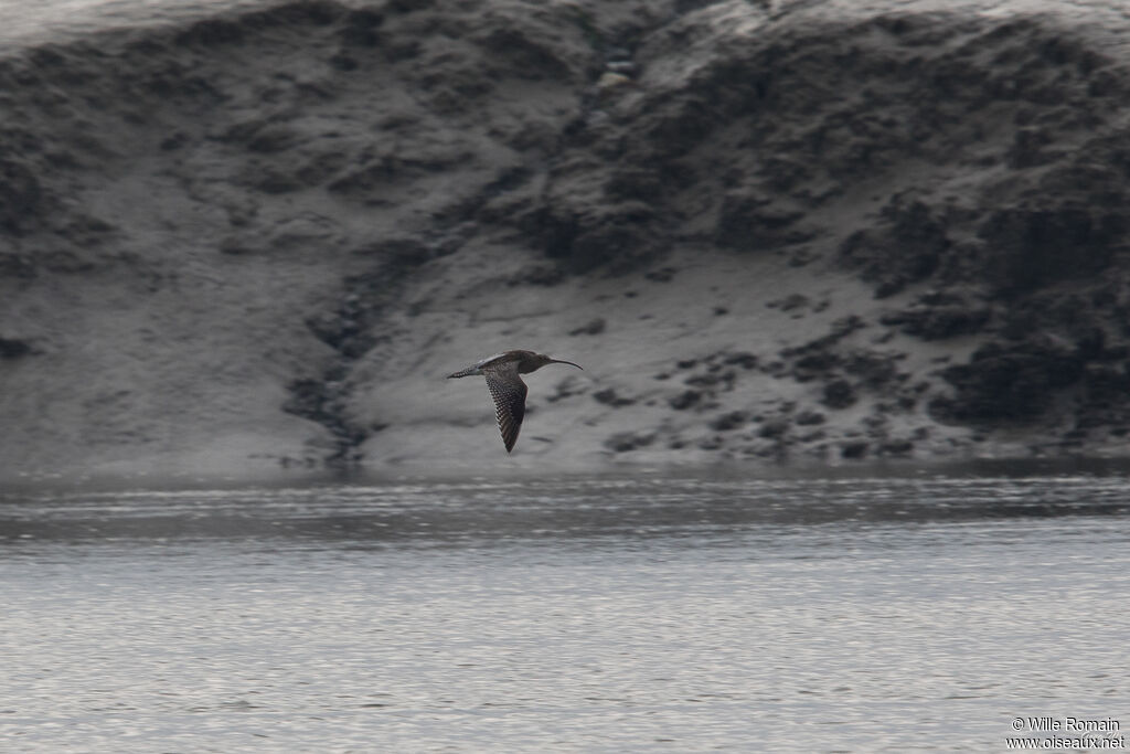 Eurasian Curlewadult, Flight