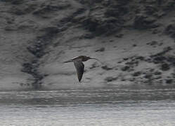 Eurasian Curlew