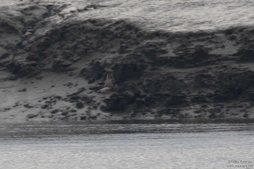 Eurasian Curlewadult, Flight