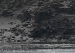 Eurasian Curlew