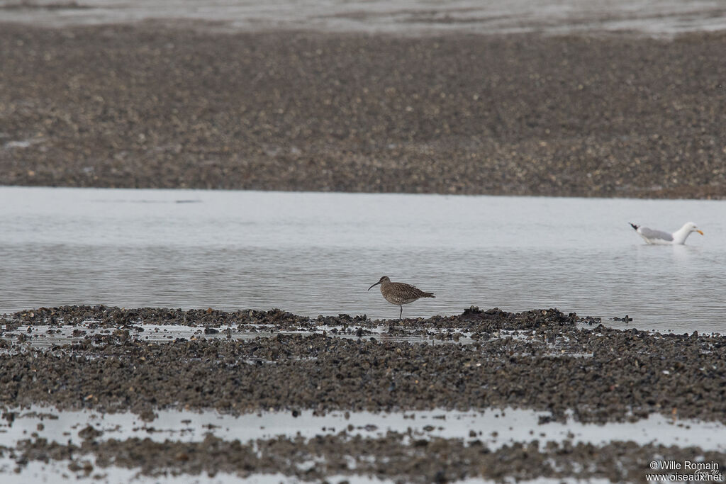 Whimbreladult, identification