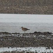 Eurasian Whimbrel