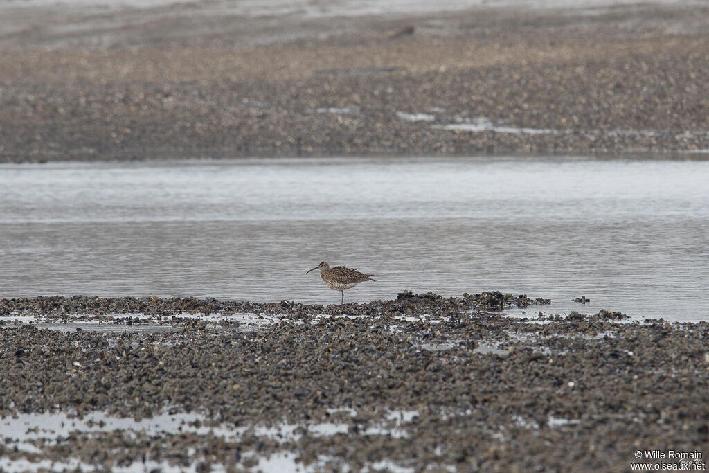 Eurasian Whimbreladult, identification