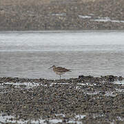 Whimbrel