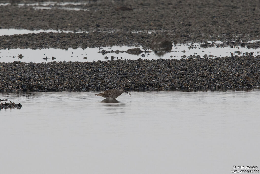 Eurasian Whimbreladult, identification