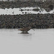 Eurasian Whimbrel