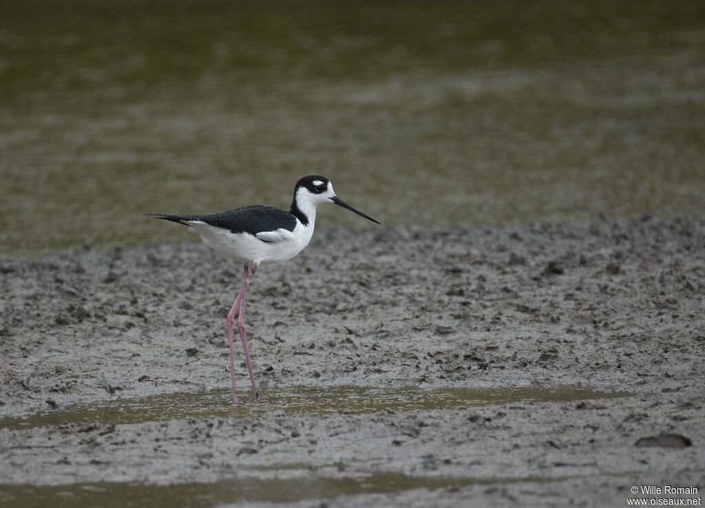 Échasse d'Amérique