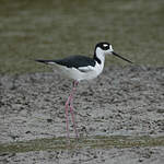 Échasse d'Amérique