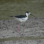 Échasse d'Amérique