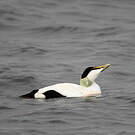 Eider à duvet