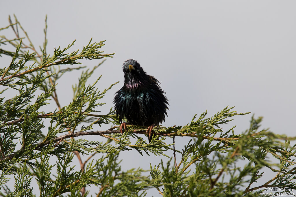 Common Starling male adult breeding