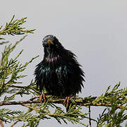 Common Starling