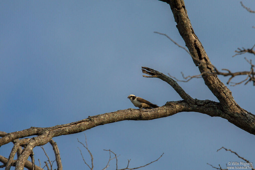 Southern White-crowned Shrikeadult, walking