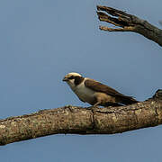 Southern White-crowned Shrike