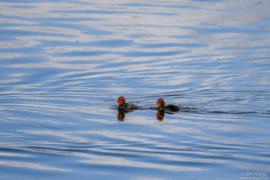 Eurasian CootPoussin, swimming