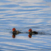 Eurasian Coot