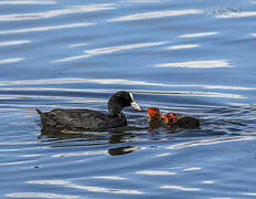 Eurasian Coot