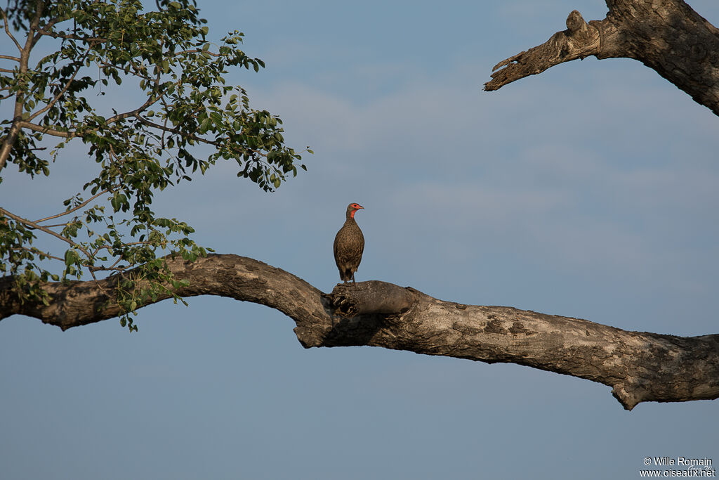 Francolin de Swainsonadulte