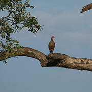 Francolin de Swainson