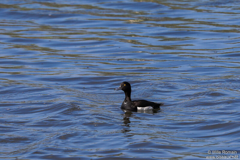 Tufted Duck male adult transition, swimming