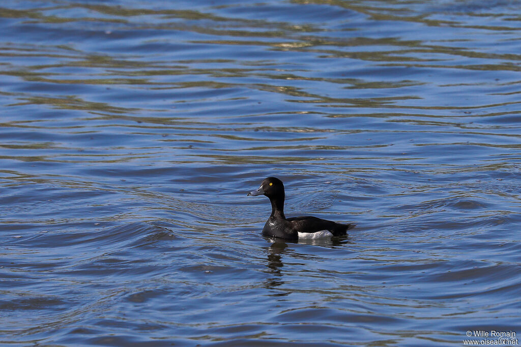 Tufted Duck male adult transition, swimming