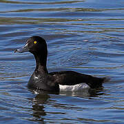 Tufted Duck