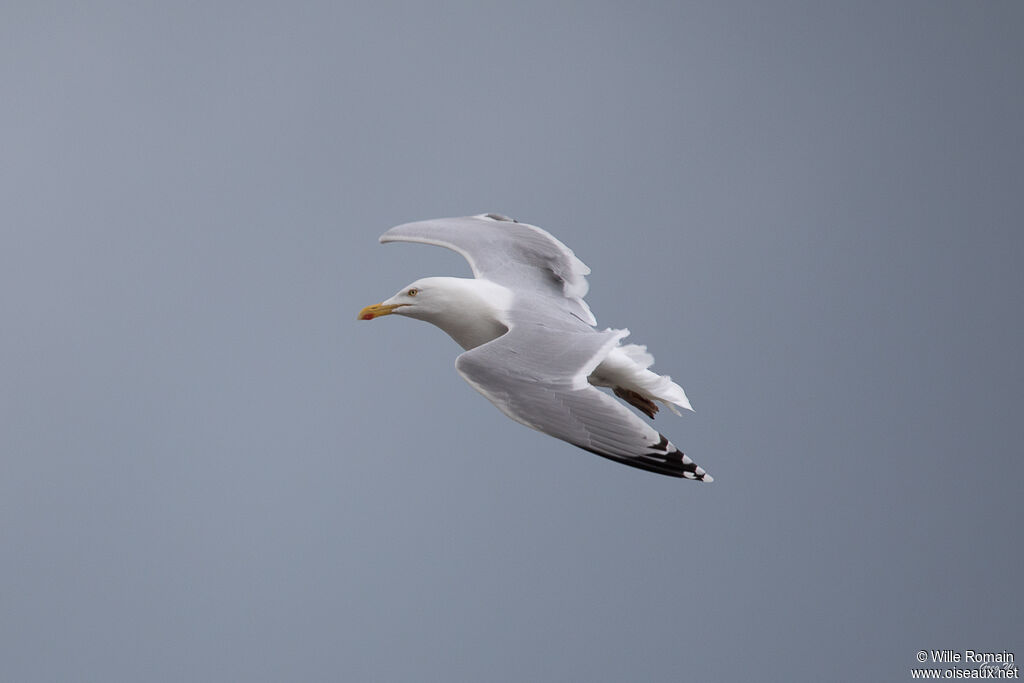 European Herring Gulladult breeding, Flight