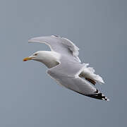 European Herring Gull