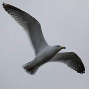 European Herring Gull