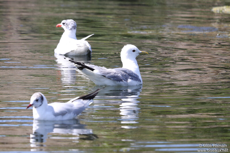 Common Gulladult breeding, swimming