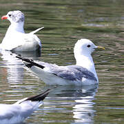 Common Gull