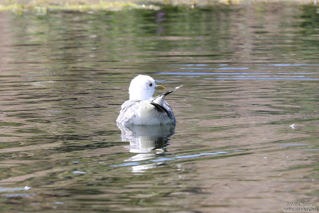 Common Gulladult breeding, swimming