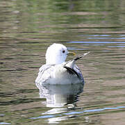 Mew Gull