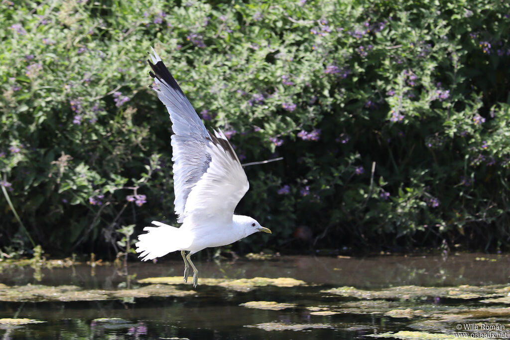 Common Gulladult breeding, Flight