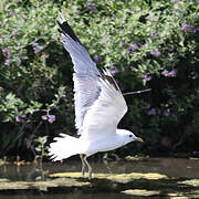 Common Gull