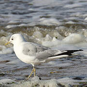 Common Gull