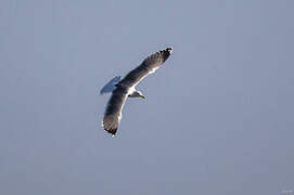 Yellow-legged Gull