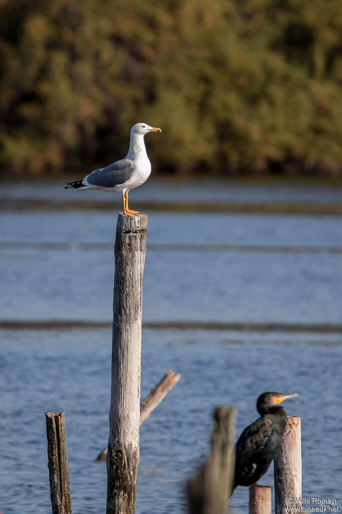 Yellow-legged Gull