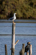 Yellow-legged Gull