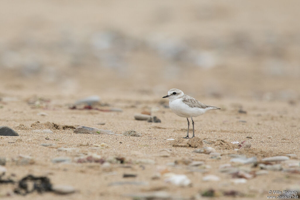 Kentish Plover female adult breeding