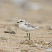 Kentish Plover