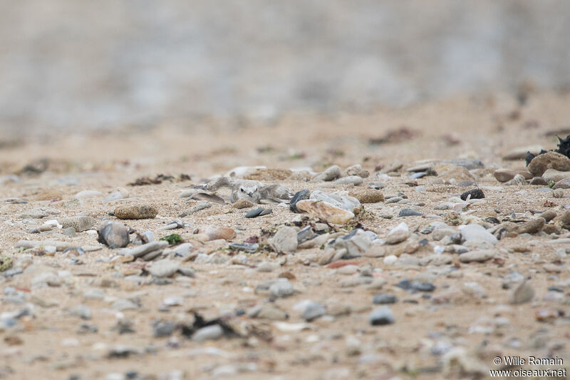 Kentish Plover female adult breeding, Reproduction-nesting