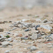 Kentish Plover